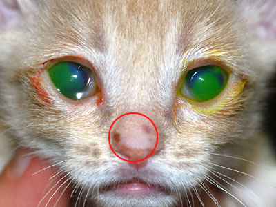 Occhio di Gatto - Sisas