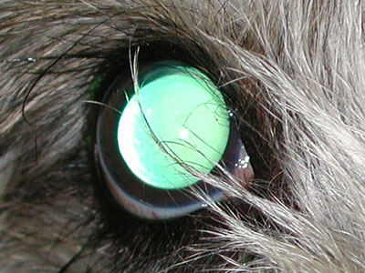 Glaucoma cane bilaterale