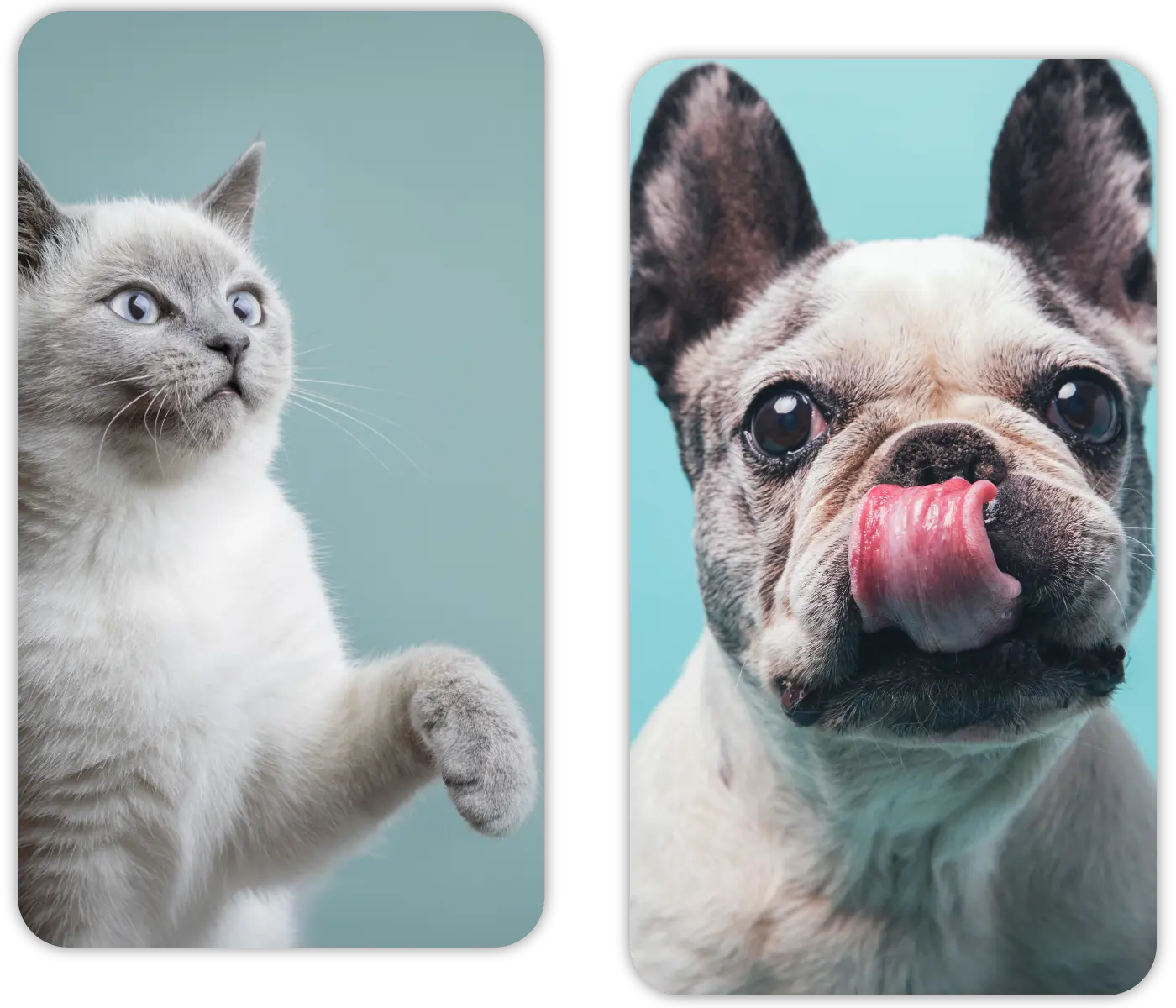 Oculista veterinario per gatti e cani Oculista veterinario per gatti e cani