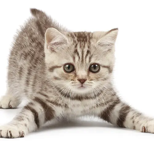 Patologie oculari nei gatti