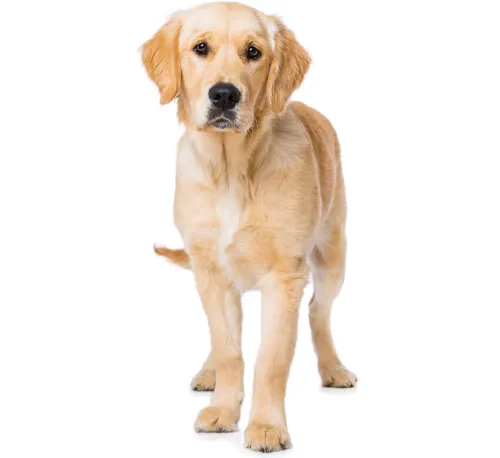 Patologie oculari nei cani - Oculista Veterinario Marco Crema