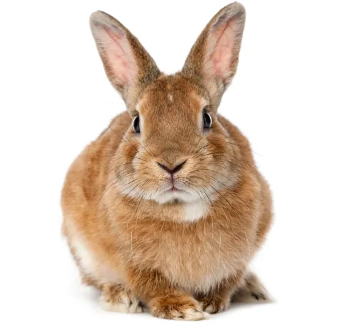 Patologie oculari nei conigli - Oculista Veterinario Marco Crema
