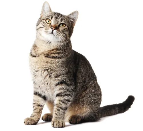 Patologie oculari nei gatti - Oculista Veterinario Marco Crema