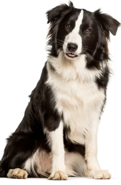 Servizi di oculistica veterinaria a Brescia